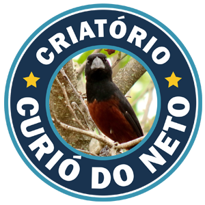 Criatório Curió do Neto - Canto e Fibra - Tocantins